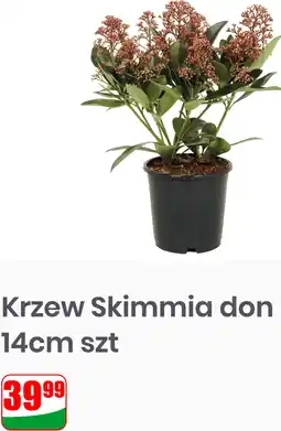Dino Krzew Skimmia don 14cm szt oferta