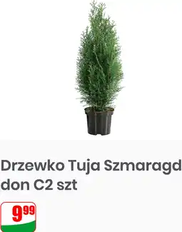 Dino Drzewko Tuja Szmaragd don C2 szt oferta