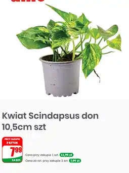 Dino Kwiat Scindapsus don 10,5cm szt oferta