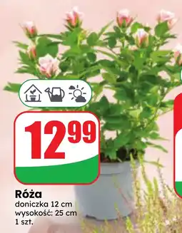Dino Róża oferta