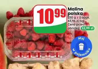 Dino Malina polska oferta