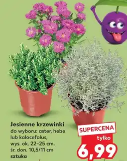 Kaufland Krzewinka Ok oferta