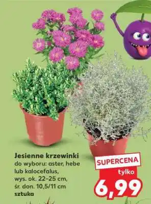 Kaufland Jesienne krzewinki oferta