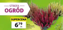 Auchan Wrzos pączkowy mix oferta