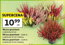 Auchan Wrzos premium oferta