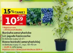 Auchan Borówka amerykańska lub jagoda kamczacka oferta