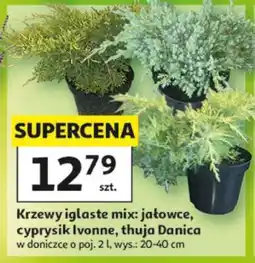 Auchan Krzewy iglaste mix oferta