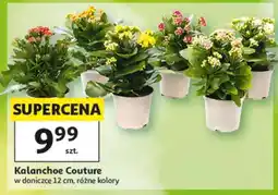 Auchan Kalanchoe Couture oferta