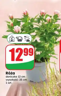 Dino Róża oferta