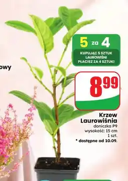 Dino Krzew Laurowiśnia oferta