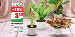 Dino Roślina zielona oferta