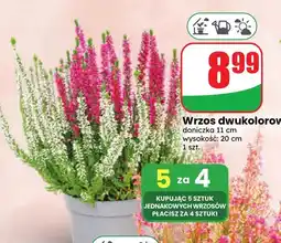 Dino Wrzos dwukolorowy oferta
