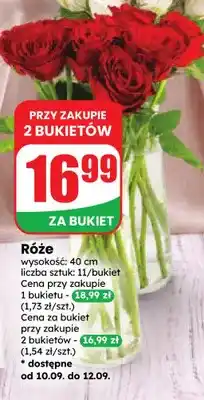 Dino Róże oferta
