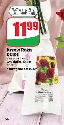 Dino Krzew Róża balot oferta