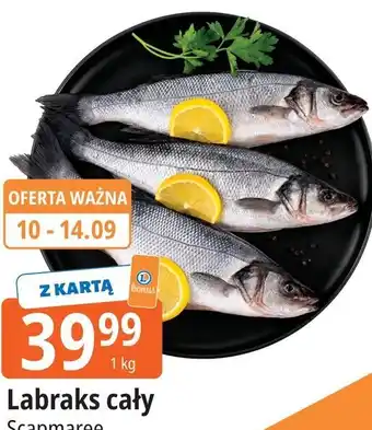 Labraks cały Scapmaree