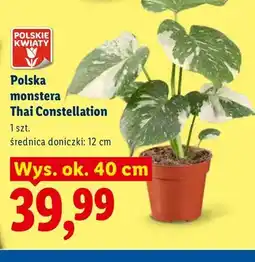 Lidl Polska monstera Thai Constellation oferta