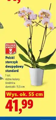 Lidl Polski storczyk dwupędowy standard oferta