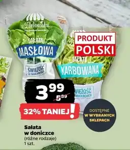 Netto Sałata masłowa w doniczce Z Zieleniaka oferta