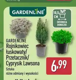 ALDI Rojnikowiec łuskowaty Gardenline oferta