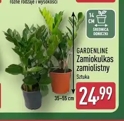 ALDI Zamiokulkas zamiolistny Gardenline oferta
