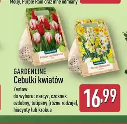 ALDI Cebulki kwiatów narcyz Gardenline oferta