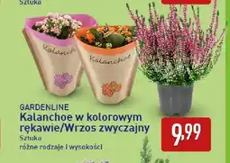 ALDI Kalanchoe w kolorowym rękawie Gardenline oferta