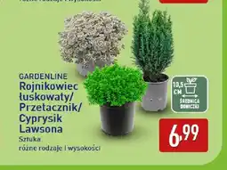 ALDI Cyprysik Lawsona Gardenline oferta