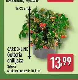 ALDI Golteria chilijska Gardenline oferta