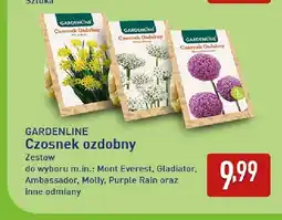ALDI Czosnek ozdobny Purple Rain Gardenline oferta
