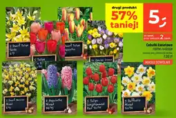 Dealz Cebulki kwiatowe oferta