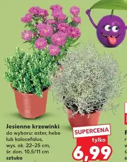 Kaufland Jesienne krzewinki oferta