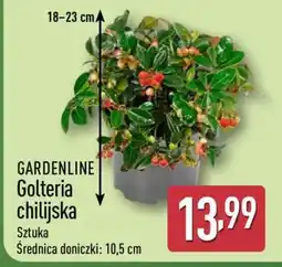 ALDI GARDENLINE Golteria chilijska oferta