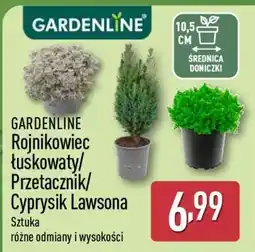 ALDI GARDENLINE oferta