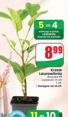 Dino Krzew Laurowiśnia oferta