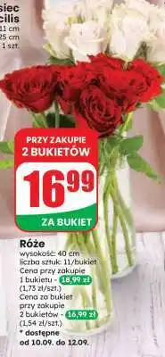 Dino Róże oferta