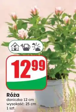 Dino Róża oferta