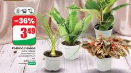 Dino Roślina zielona oferta