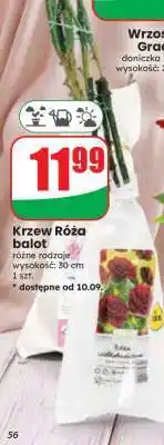 Dino Krzew Róża balot oferta