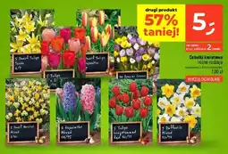 Dealz Cebulki kwiatowe oferta