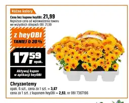OBI Chryzantemy 6-pak oferta