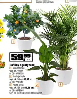 OBI Rośliny egzotyczne kalamondyna wys. ok. 40 cm oferta