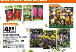 OBI Cebule kwiatowe oferta