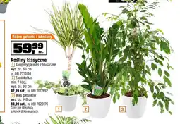 OBI Rośliny klasyczne kompozycja miks z bluszczem wys. ok. 60 cm oferta