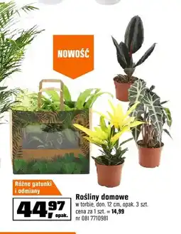 OBI Rośliny domowe w torbie don. 12 cm 3-pak oferta
