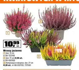 OBI Wrzosy jesienne don. 13 cm oferta