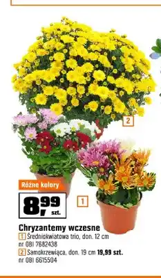 OBI Chryzantemy wczesne średniokwiatowa trio don. 12 cm oferta