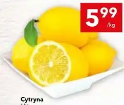 Lewiatan Cytryna oferta