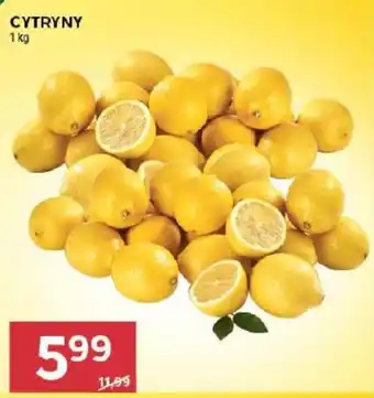 Stokrotka Cytryny oferta