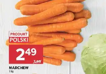 Stokrotka Marchew oferta