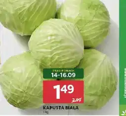 Stokrotka Kapusta Biała oferta